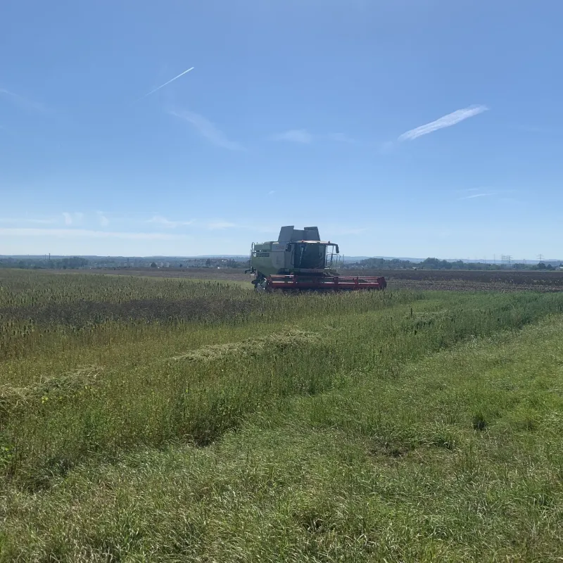 Erntemaschine auf einem Feld unter blauem Himmel